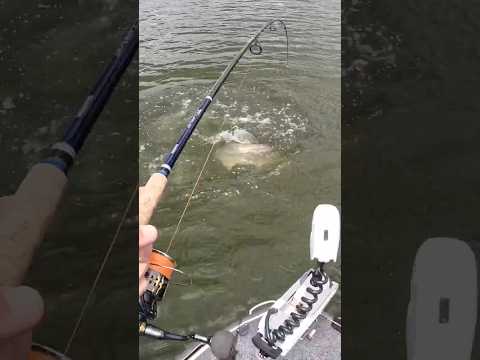 Tips for catching BIG BARRA with my NEW BARRA BITES fishing live sonar #barramundi #lakemonduran