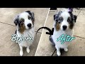 How to Groom and Trim a Show Australian Shepherd