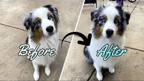 How to Groom and Trim a Show Australian Shepherd