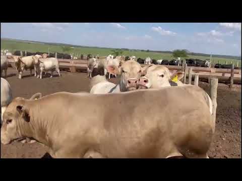 CHAROLÊS: “O ÚNICO INSUMO GRATUITO DA PECUÁRIA É A HETEROSE. USE A HETEROSE!”, ALERTA PECUARISTA