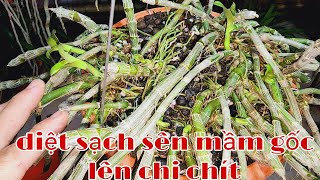 Cách diệt sên và chăm mầm gốc phi điệp | phong lan rừng phúc vân