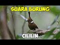 Suara Burung Cililin Berjeda Masteran Burung Mp3 - Mp4 Download