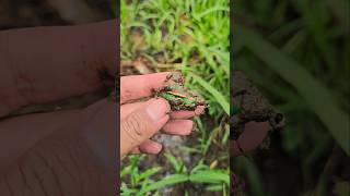 Download Lagu NEMU SOFT FROG DIDALAM TANAH😅 MP3