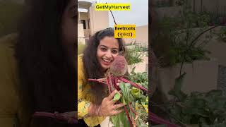 9 Unique Things In My Garden In May आपक सबस जयद कय पसद आय