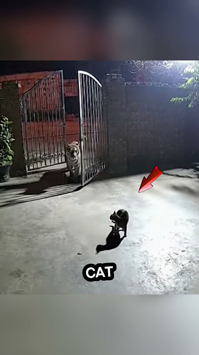 Terrifying Tiger Meets Fearless Cat – Watch What Happens!