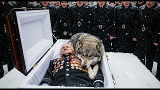 видео: На похоронах в Вологде волк лёг на гроб ветерана — и произошло чудо верности картинка: На похоронах в Вологде волк лёг на гроб ветерана — и произошло чудо верности