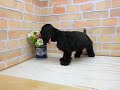 ワンラブ ペットショップ 名古屋市 236064 ワンラブ ペットショップ 名古屋市 236064
