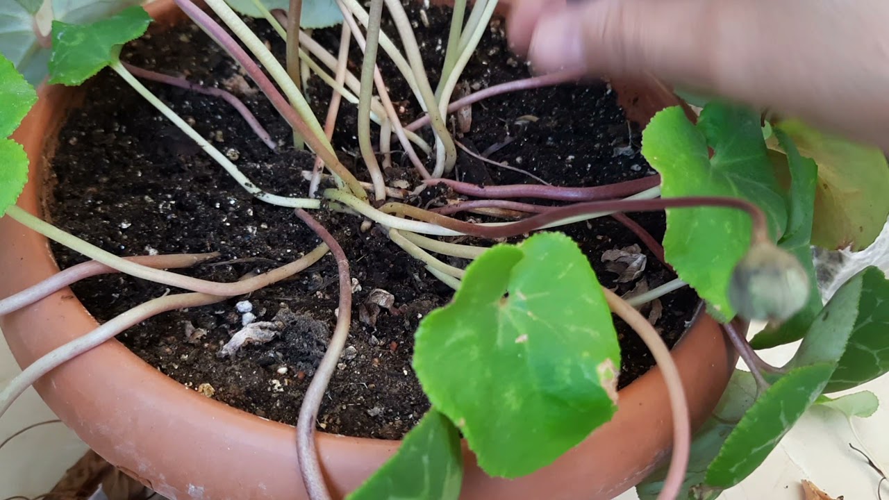 Sıklamen çiçeği yazın uyku döneminde bakımı| Sıklamen Çiçeği tohum yaparmı | tohum ne zaman dikilir.