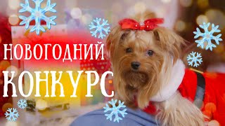 🔥 НОВОГОДНИЙ КОНКУРС 🔥 | для домашних животных | Пёс Мороз и носок подарков 🎅🏻