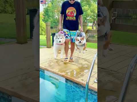 Une journée piscine trop mignonne avec les chiots – nage et farniente 🐶💦💕