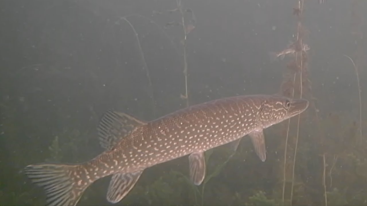 Ice Fishing Pike With Underwater Camera (First Ice) 