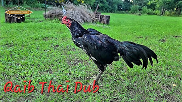 Qaib Thai Dub l ไก่ชน l Pakoi l Shamo  l Aseel l Ayam l Brazilian I Ganoi l