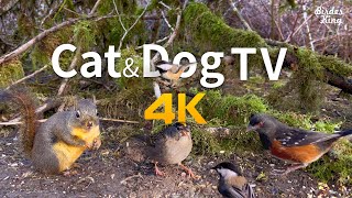 Relaxing Cat & Dog TV🐱🐶Small Birds and Squirrels in the Woods(4K UHD) screenshot 3