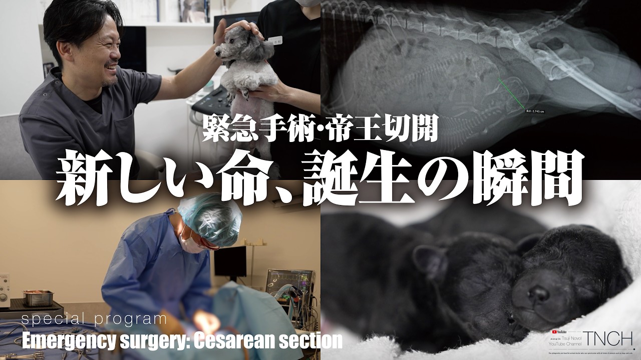 Special Program] Emergency Surgery: Cesarean Section [010X2] - YouTube