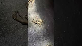 χταπόδι έπεσε στα αγκίστρια !! ψαρεμα #χταπόδι #fishing #tiktok #viral #travel #fy #yt #me #like #lv