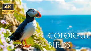 4K Colorful Puffin — красивые звуки птиц в лесу | Птичьи мелодии