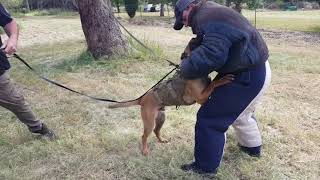 Details K9SA DUKE - 1st 'Inside Bite'....EPIC!! Guide