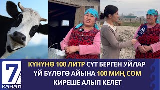 КҮНҮНӨ 100 ЛИТР СҮТ БЕРГЕН УЙЛАР ҮЙ БҮЛӨГӨ АЙЫНА 100 МИҢ СОМ КИРЕШЕ АЛЫП КЕЛЕТ