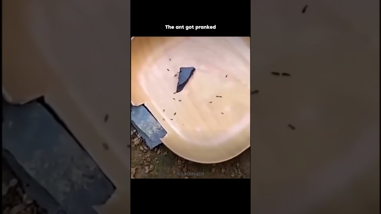 The Ant Got Pranked Shorts