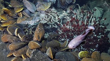 Hydrothermal Vents of the Western Galápagos | 4K ROV Highlights