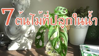 7ต้นไม้ที่ปลูกในน้ำ เลี้ยงง่ายตายยาก #ต้นไม้น้ำ #propagationstation