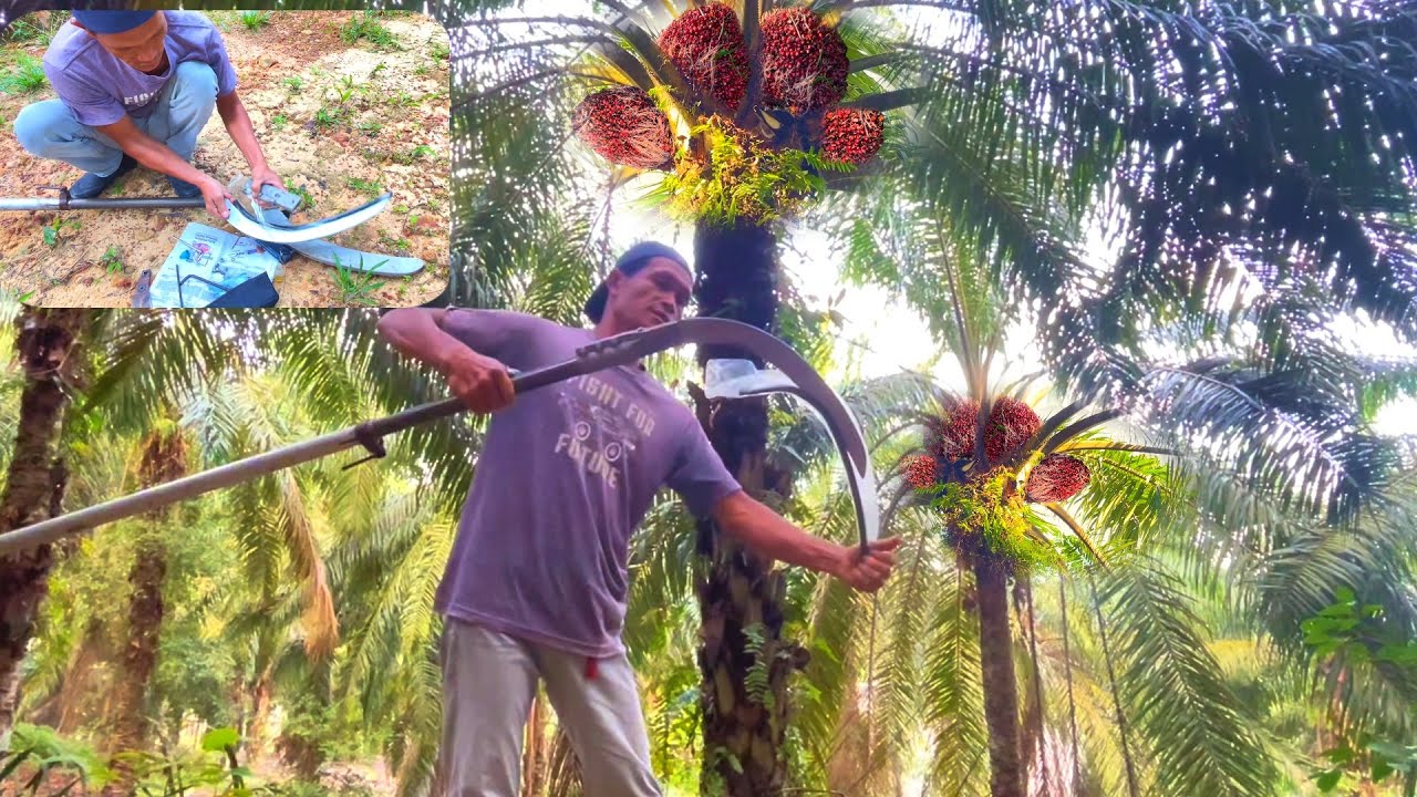 Egrek baru cara pasang setting || buka bungkus langsung buat panen sawit tajamnya luarbiasa 