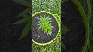 Top shelf weed