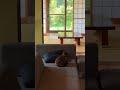 Cats Dueling in a Japanese House 🐈🏯