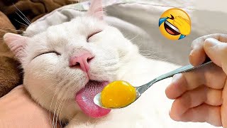 😹🐶 Funniest Cats And Dogs Videos 😁 - Best Funny Animal Videos 2024 🥰Part 9