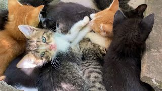 Cute kittens are fighting with each other to drink milk. Kittens are so beautiful.