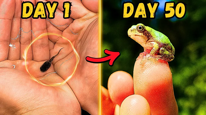 I Raised Tadpoles into Frogs for 50 Days