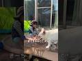 元保護犬の初体験を3歳児が優しくエスコートした結果… #shorts #フレンチブルドッグ