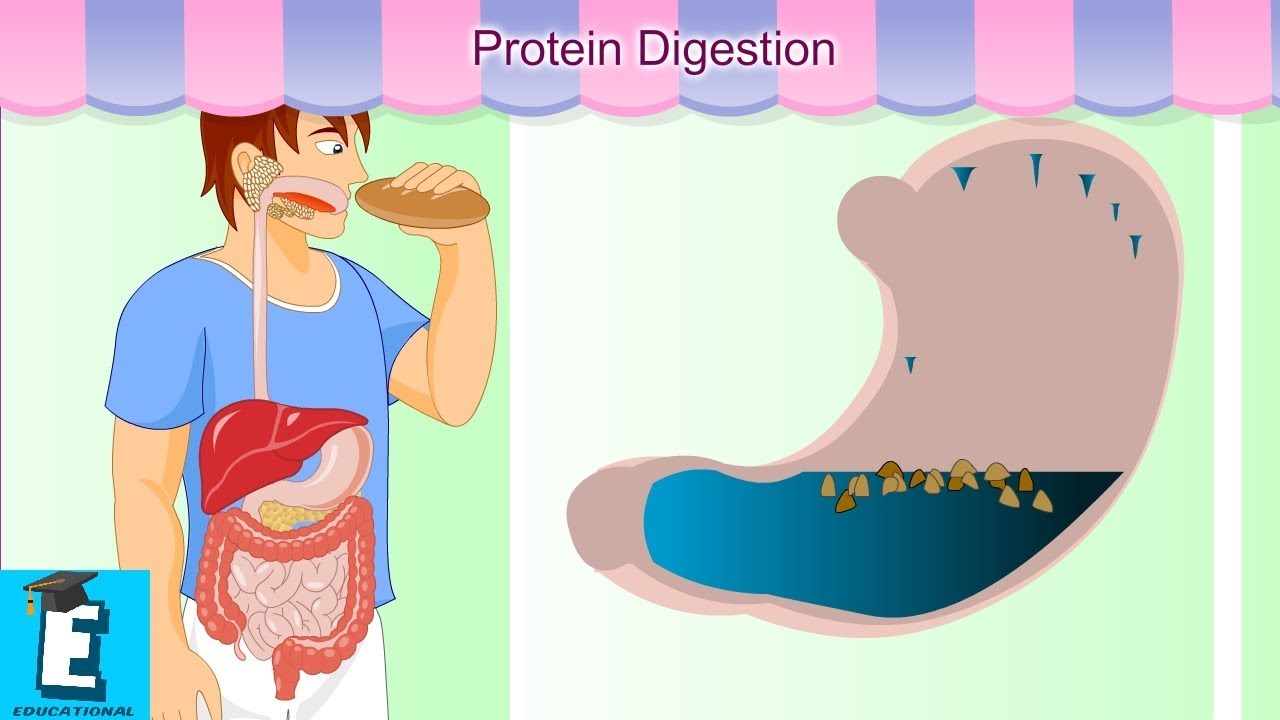 Protein Digestion Learn for Children and Kids EDUKID Learning YouTube