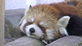 Red Panda in　Spring~レッサーパンダのココとセイタ