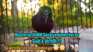 Kolibri Ninja Gacor suara jernih volume keras !!!