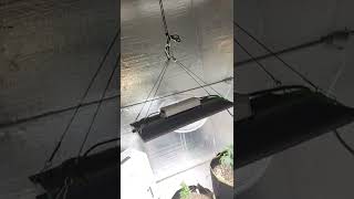 update  on new grow  black rose