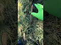 Про формування сосен. #garden #сад #дача #niwaki #wintertree #tools