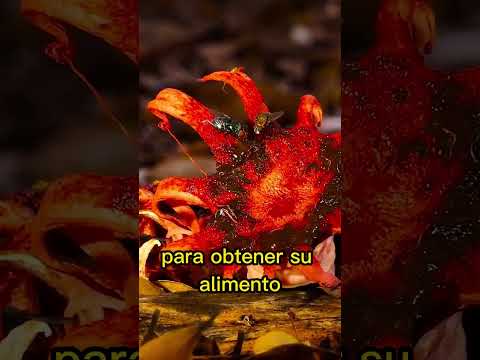 Diferencias entre Plantas y Hongos Diferencias entre hongos y plantas: ¿Cuál es la clave?