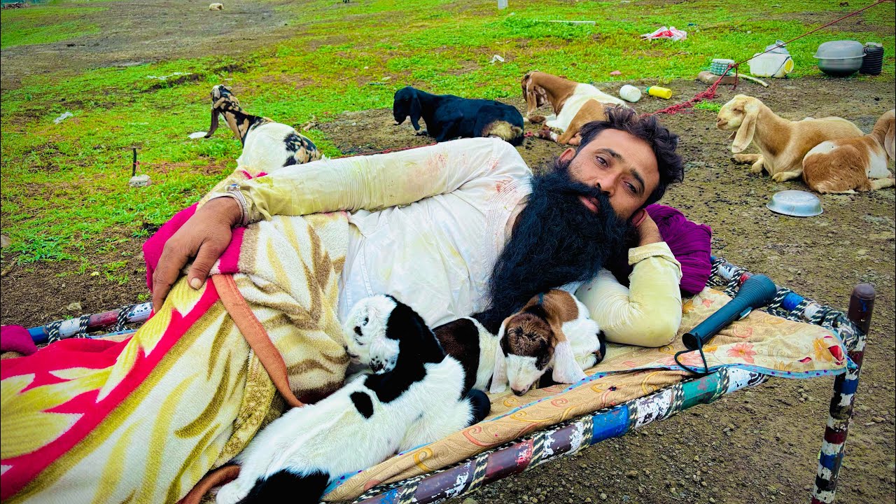 सुबह का नजारा शानदार मालधारी भाई वाह बहुत सुंदर भेड़ के साथ इंदौर का नजारा