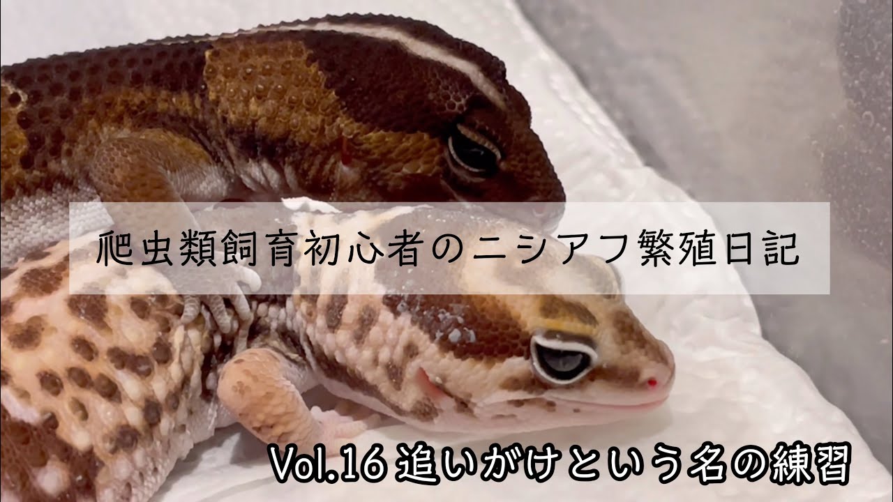 爬虫類飼育初心者のニシアフ繁殖日記】Vol.16 追いがけという名の練習