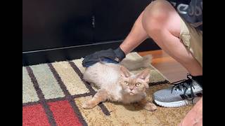 Watch me groom my Cats see what comes out
Check it out here https://www.amazon.com/dp/B07BF993FK?tag=gardncreatinn-20&linkCode=tr1&linkId=B07BF993FK_1780342213591
Before you buy Pet Grooming Glove Hair Remover Brush watch to see how we rate it to see if its worth it.
These are afflilate links. If you purchase through this link I may earn a small commission at no extra cost to you. Thank you for continuing to support our channel!
What are your thoughts on this product STARROAD-TIM and have you ever used it? Watch me groom my Cats see what comes out