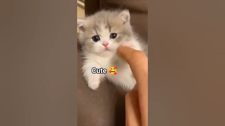 Video 11629011: cat munchkincat kitten, catlover munchkincat cute, cat funny munchkincat