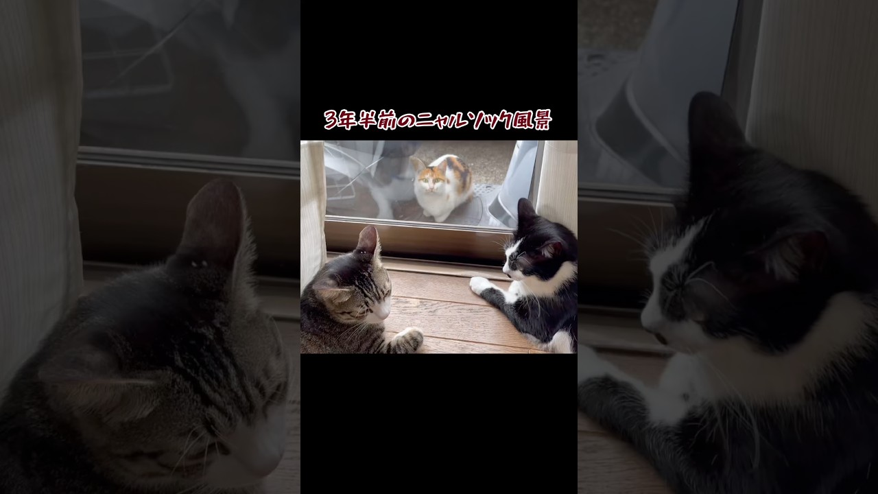 朝のニャルソック #ネコ #三毛猫 #保護猫 #cat #猫のいる暮らし #ねこ #野良猫