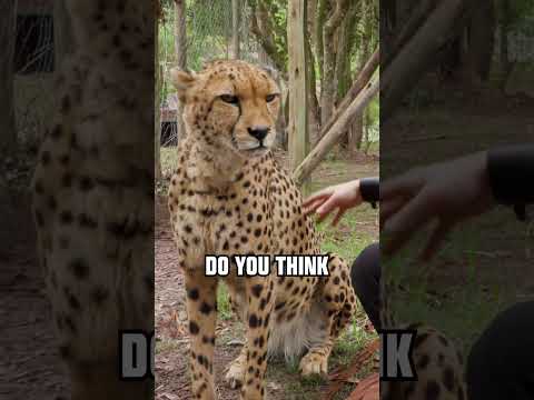 Purrring Cheetah #asmr  #wildlife #cheetah