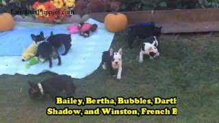 French Bulldog Puppies For Sale on Lancaster Puppies