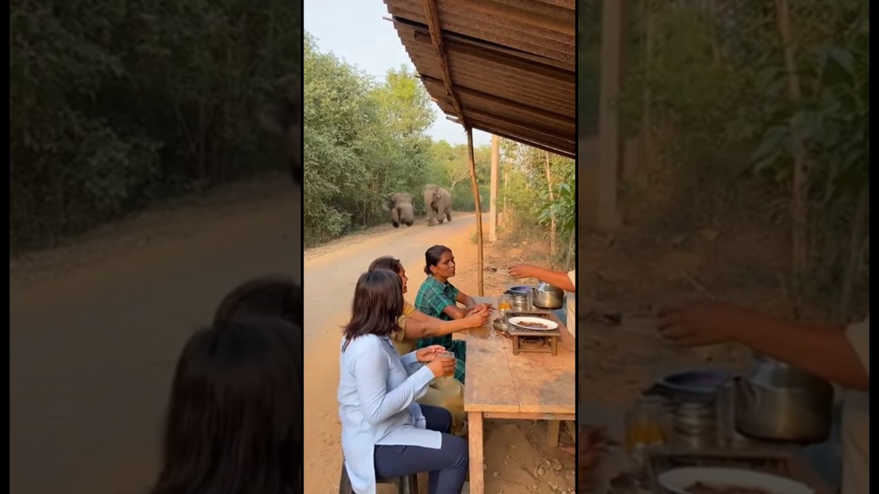 the elephant suddenly attacked on a tea shop😭 