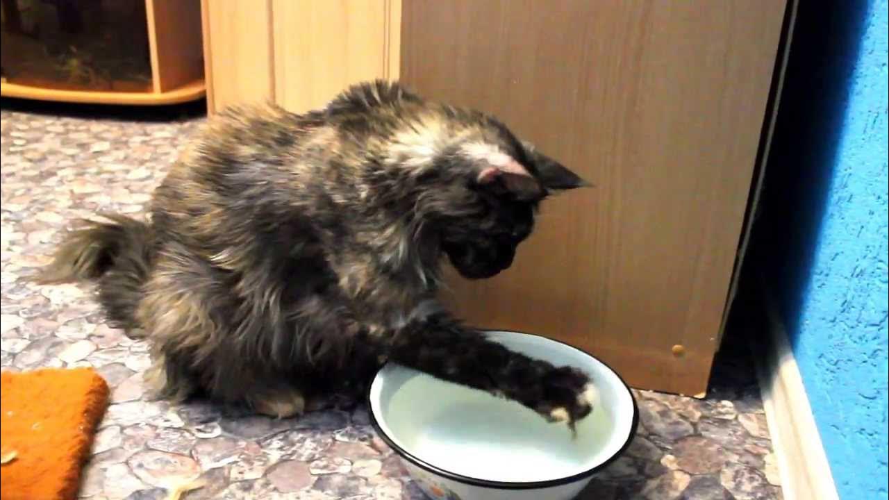 Поилка для мейн кунов. Куна пей. Питание мейн куна рекомендации. Куна пей. Мейн куны и вода.