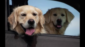 Photo Collage: Lazy River Acres- Goldens, The Team, Homeowners, and More