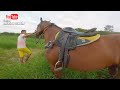 CARLINHOS E AMIGOS CORTANDO CAPIM PARA OS CAVALOS DO HARAS PARQUE GUARANI - parte 02