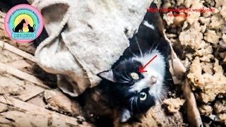 🆘 Кошка в момент отчаяния прячется Она ждет помощи help save the cat 🆘 Кошка в момент отчаяния прячется Она ждет помощи help save the cat